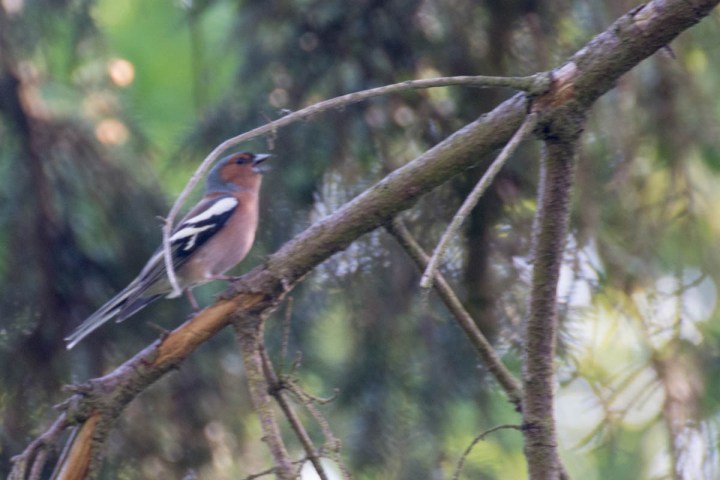 male-chaffinch-with-nuptial-plumage