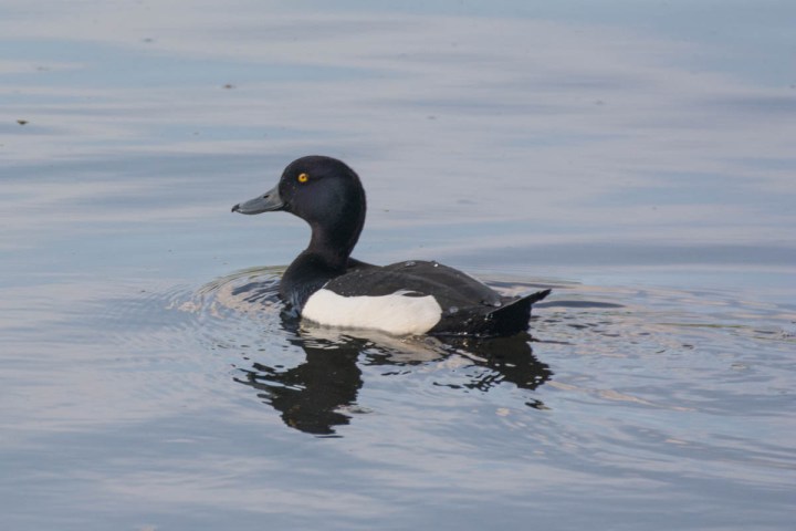 tufted-duck