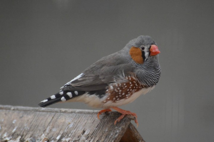zebra-finch