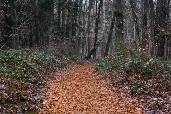 forest-path