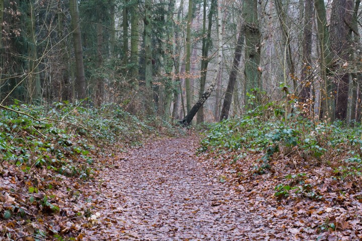 original-forest-path