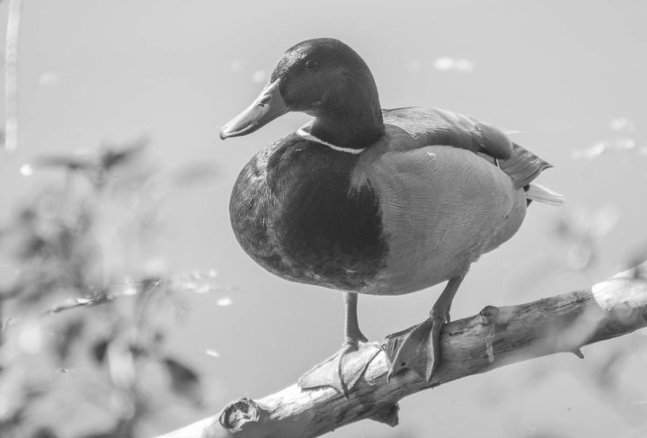 Black and white photo of a male mallard duck (Anas platyrhynchos) black-and-white-photo-of-a-male-mallard-duck