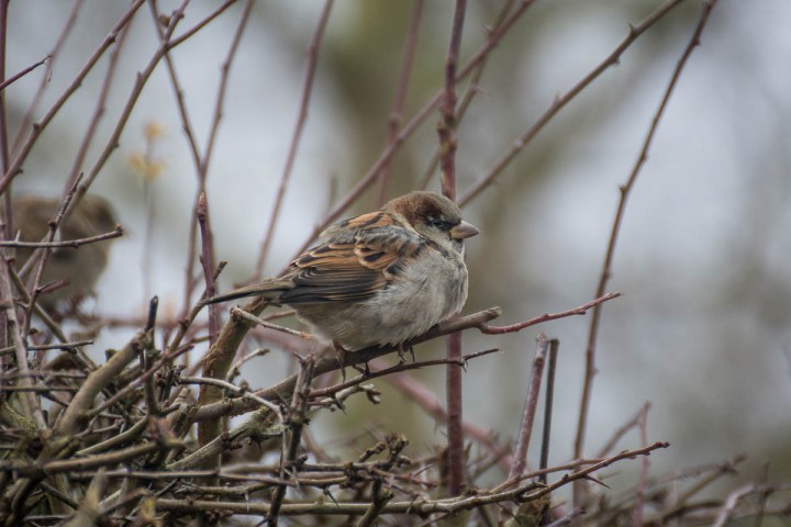 House Sparrow