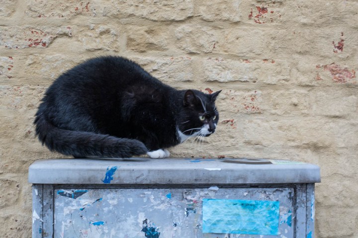 street-cat