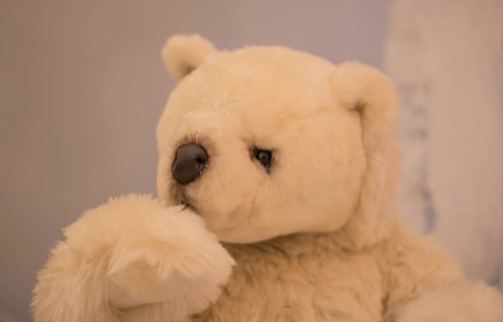 teddy-polar-bear