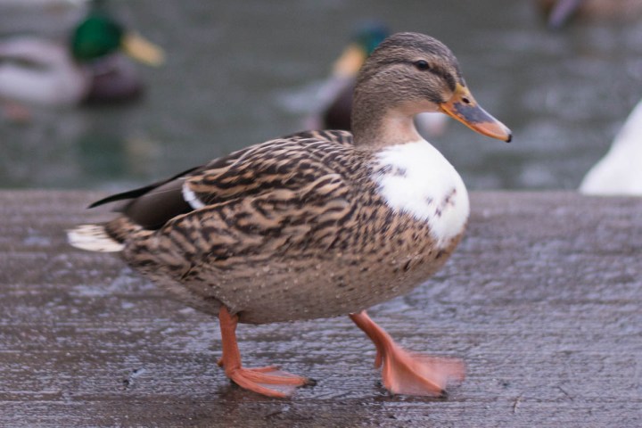 walking-duck