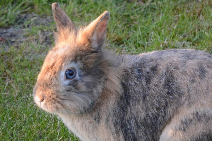 bunny-with-blue-eyes