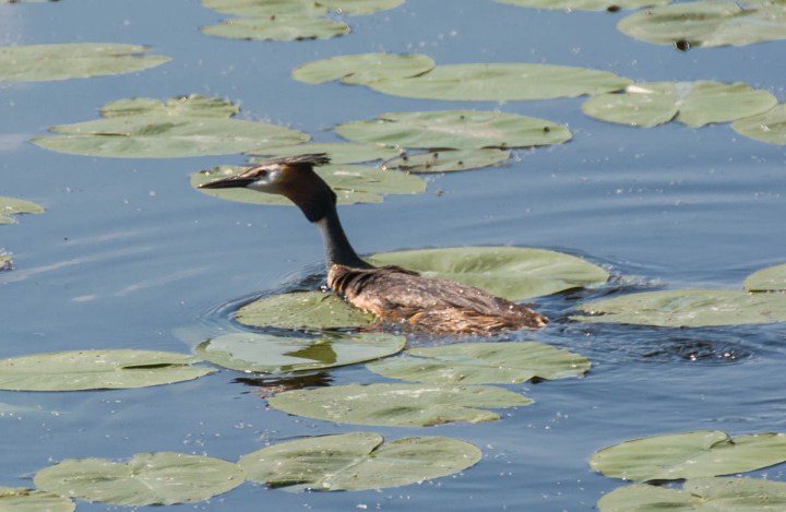  great crested grebe