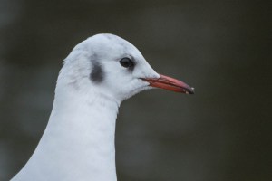 Adult Black-Headed Gull In Winter Plumage - Chroicocephalus ridibundus - Larus ridibundus