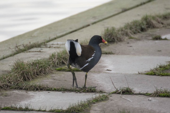 Common moorhen