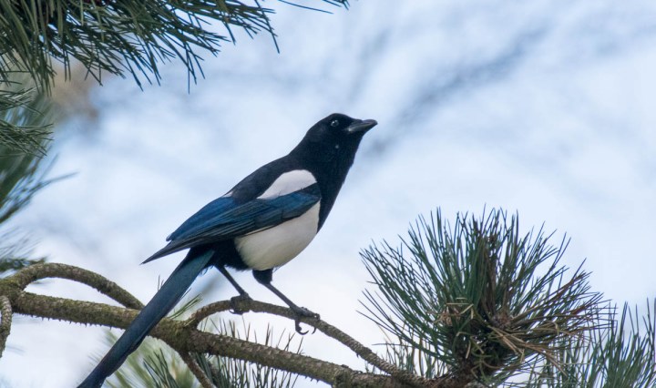 Eurasian Magpie