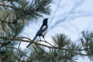 Eurasian Magpie