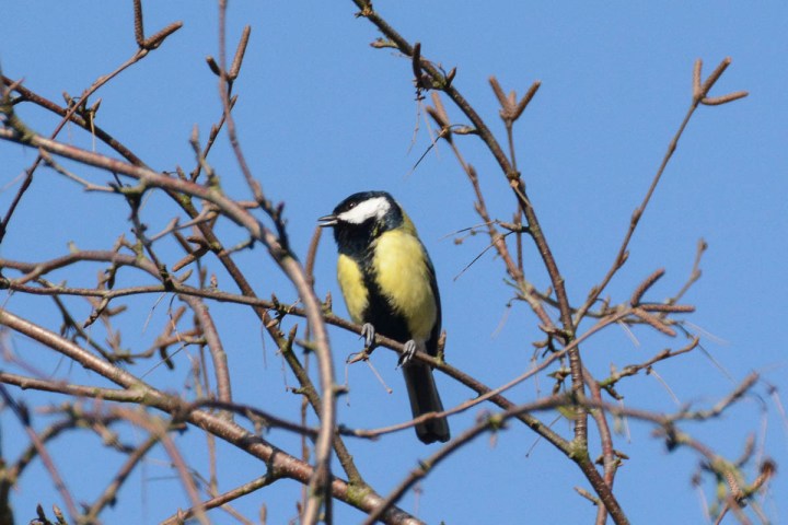 Photo of a great tit bird (Parus Major)