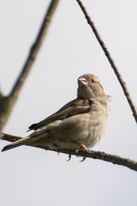 Female house sparrow