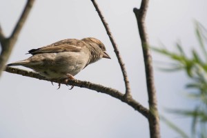 Female house sparrow