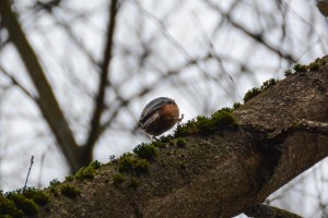 Nuthatch bird on a tree