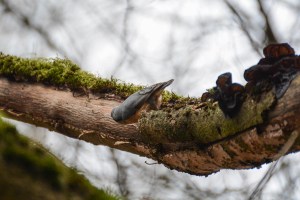 Nuthatch bird on a tree