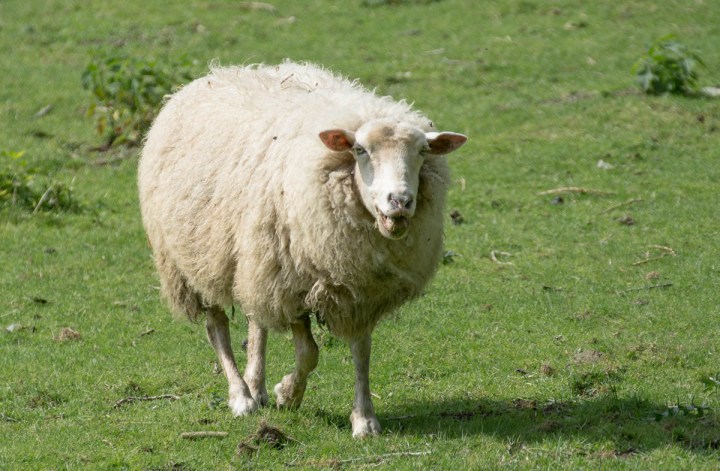 Photo of a sheep