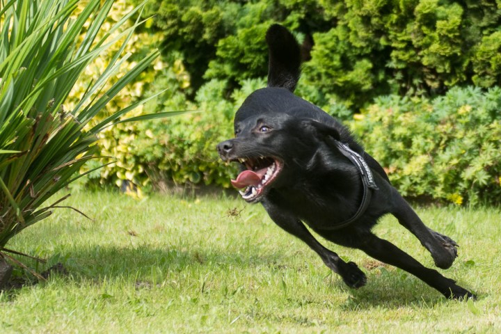 Running Dog