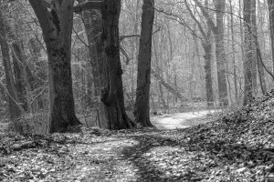 Forest path in Bad Oldesloe