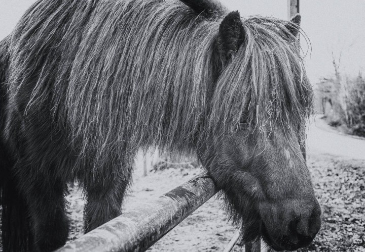 horse photo in black and white