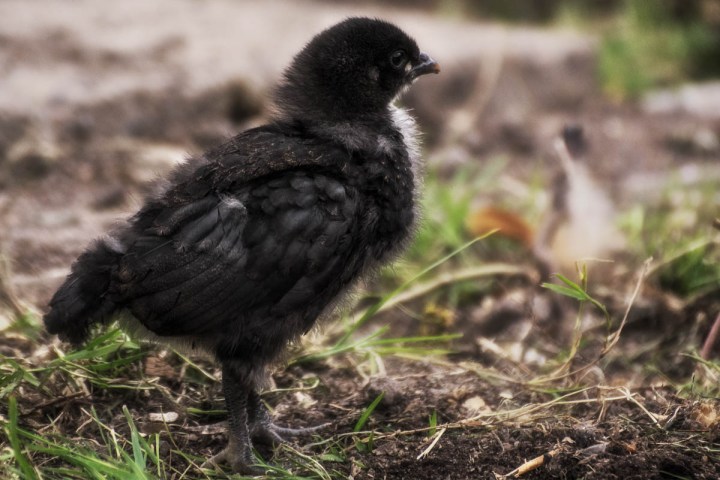 Baby chicken