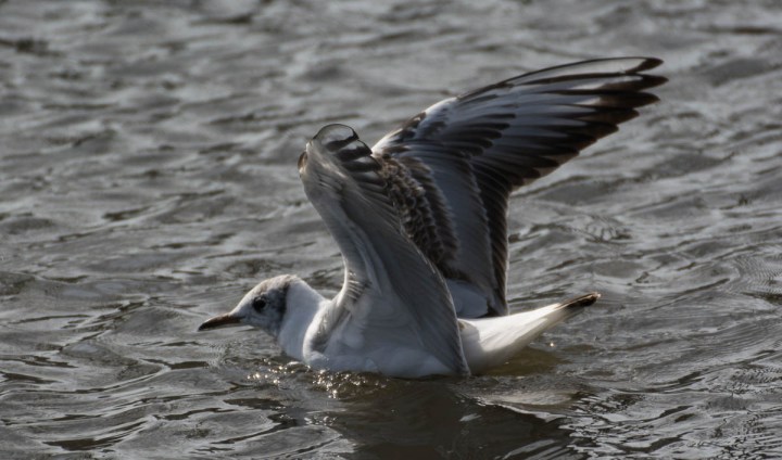 Black-Headed Gull