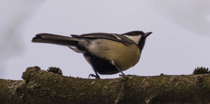 Great tit (Parus major) bird (Kohlmeise)
