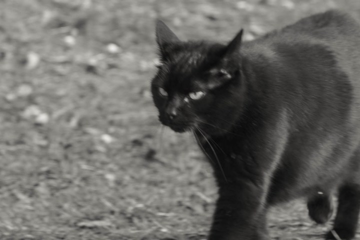 Black Cat