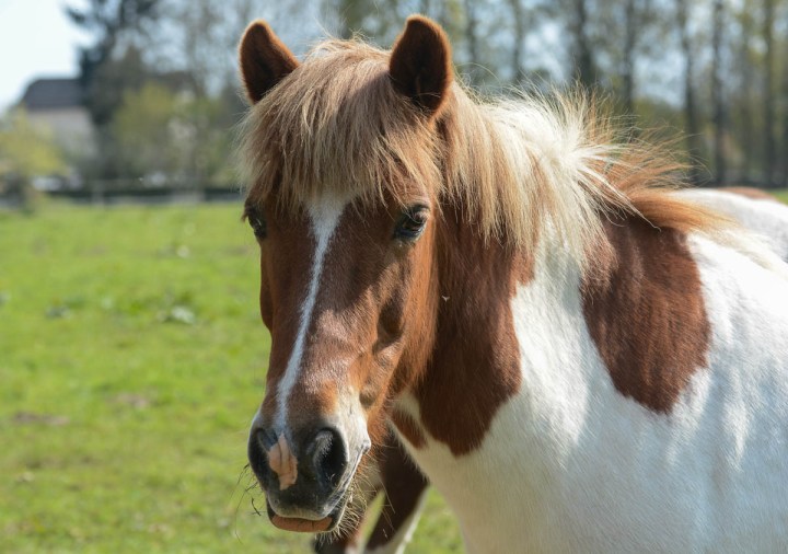 Brown And White Horse