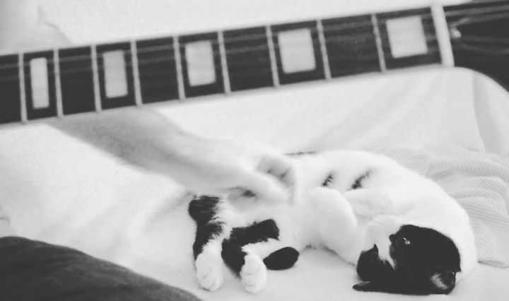 Cat And Guitar