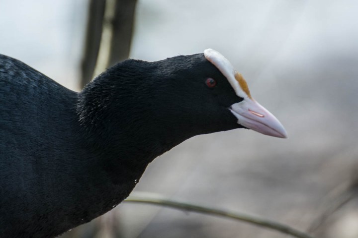 Eurasian coot