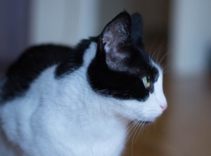 Cat looks to the side