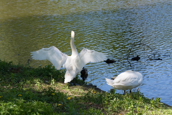 Two Swans