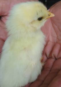 Chicken offspring