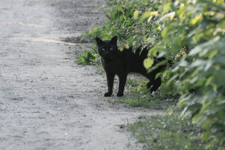 Little black cat