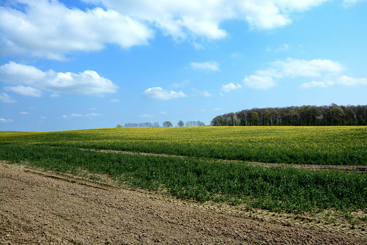 Reinfeld Fields – Diary of Dennis