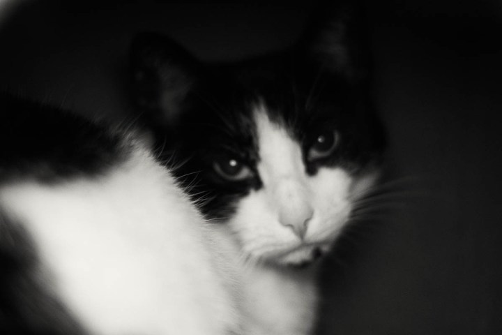 black and white cat