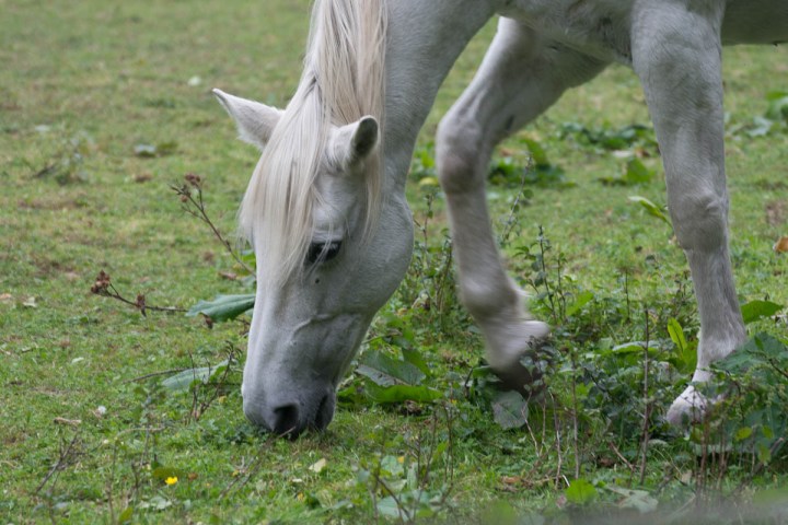 white horse