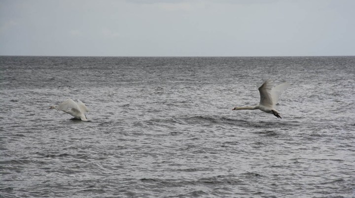 Baltic Sea Swans