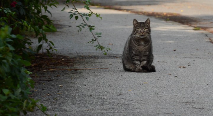 cat outside