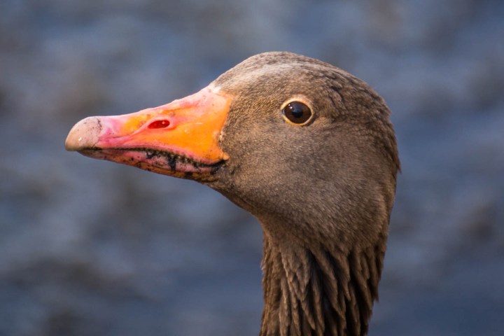 Wild Goose Close-Up