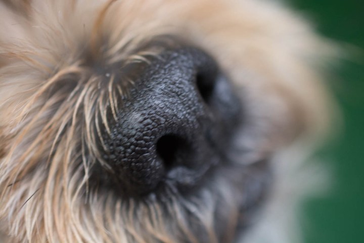 dog nose snapshot