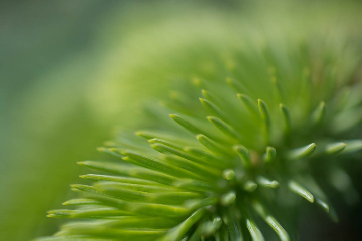 Fir Hedge Background