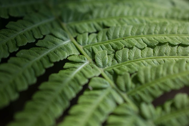 fern leave