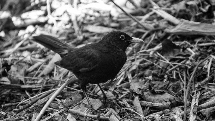 common blackbird