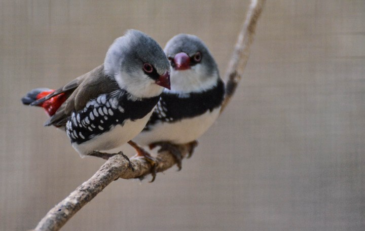 Diamond Firetail Finches