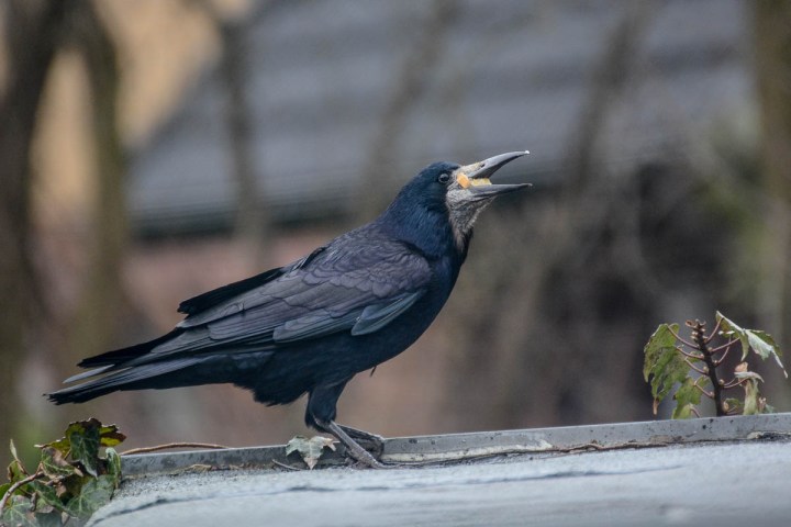 Hungry Rook Bird