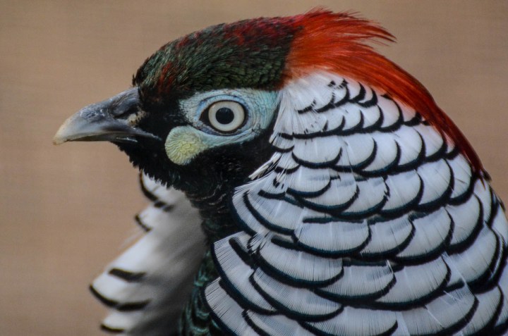 Lady Amherst's Pheasant