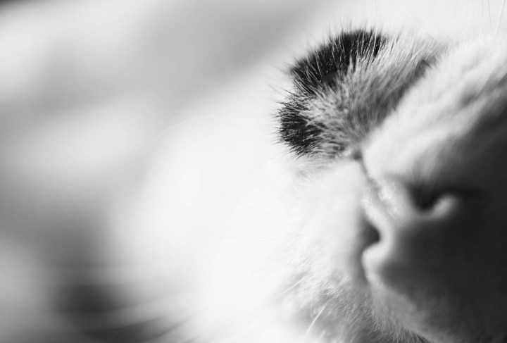 Nose and mouth of a cat